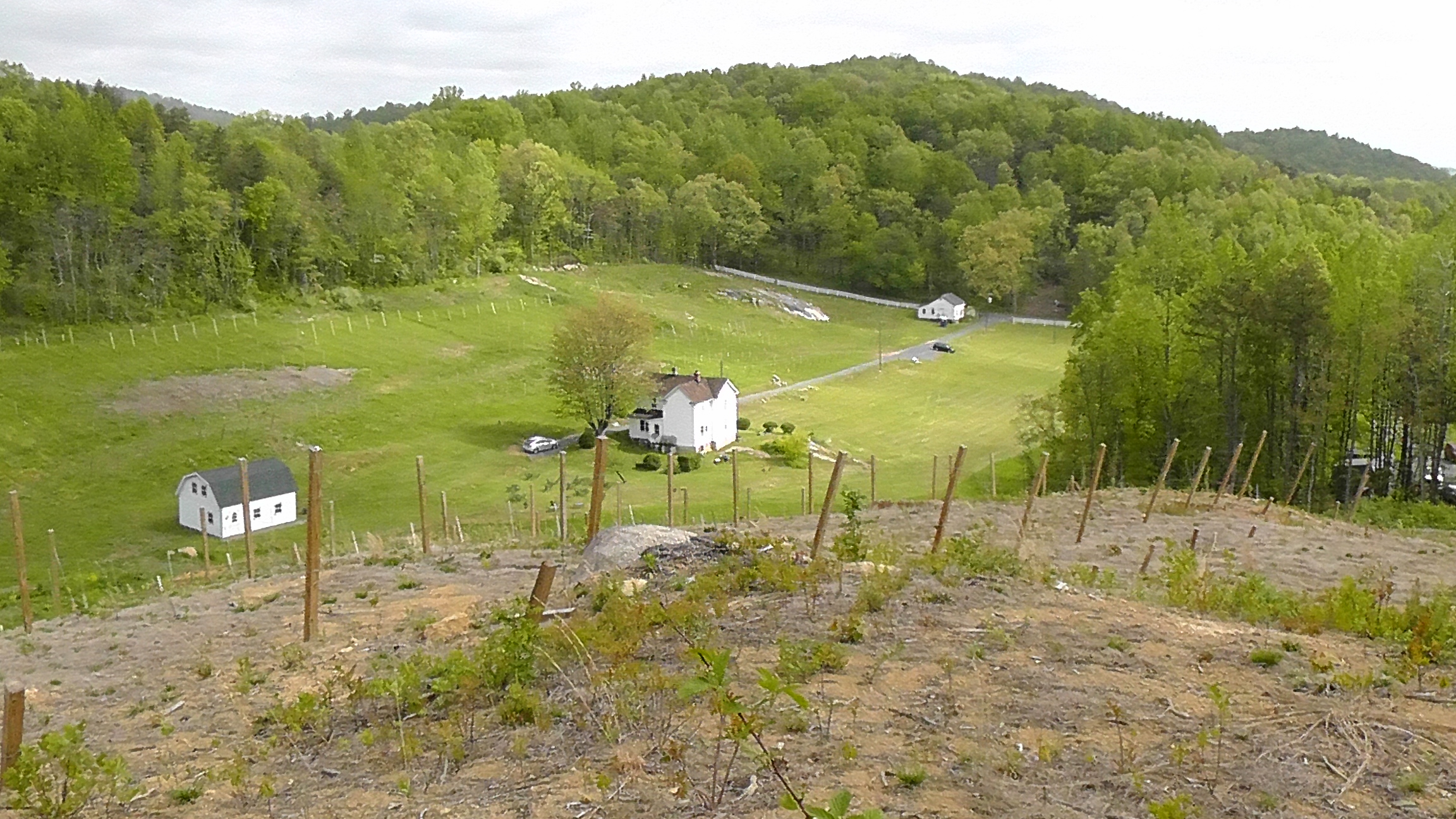 Capitol Vinyards Overview