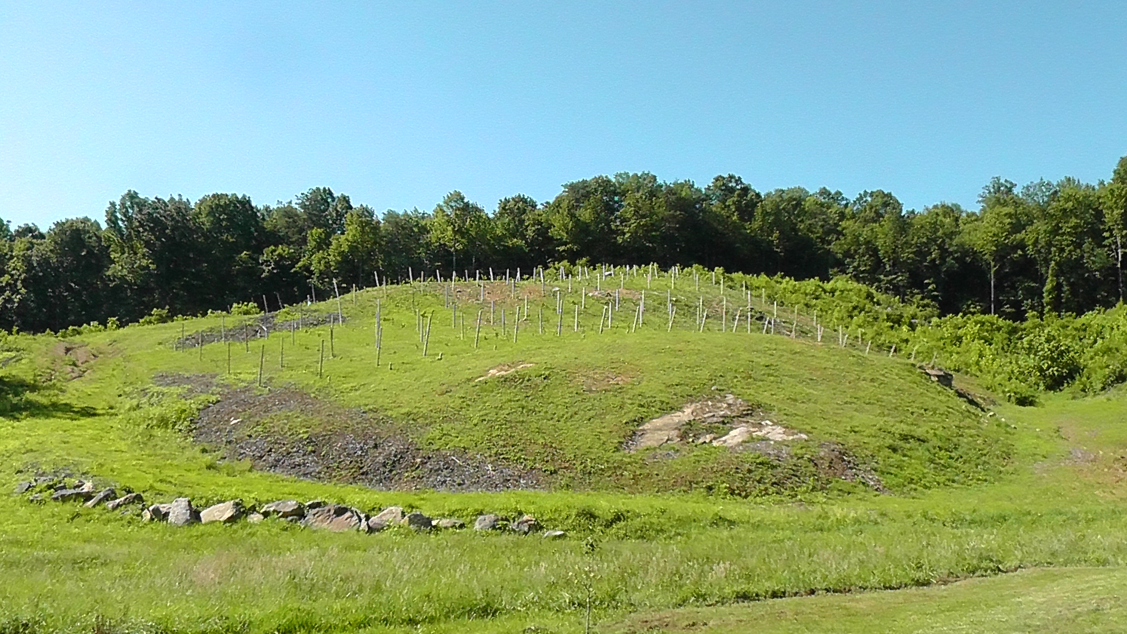 Capitol Vinyards vines